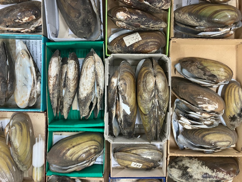 Mussel shells in a box, from the Senckenburg collection.