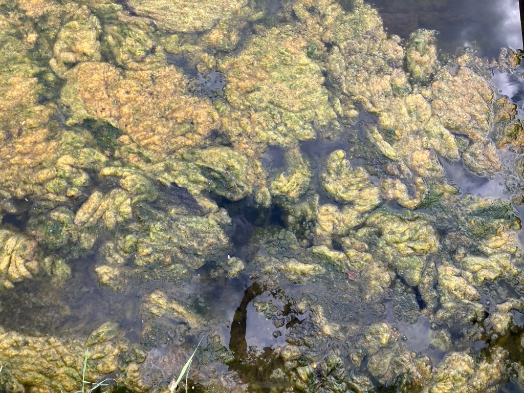 Rural Cosmopolis / Workshop&nbsp;1